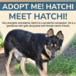 Meet Hatchi