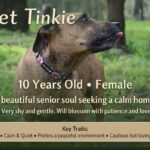 Meet Tinkie