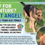 Meet Angel