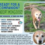 Meet Mongoose