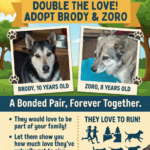 Meet Brody & Zoro