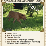 Meet Coco